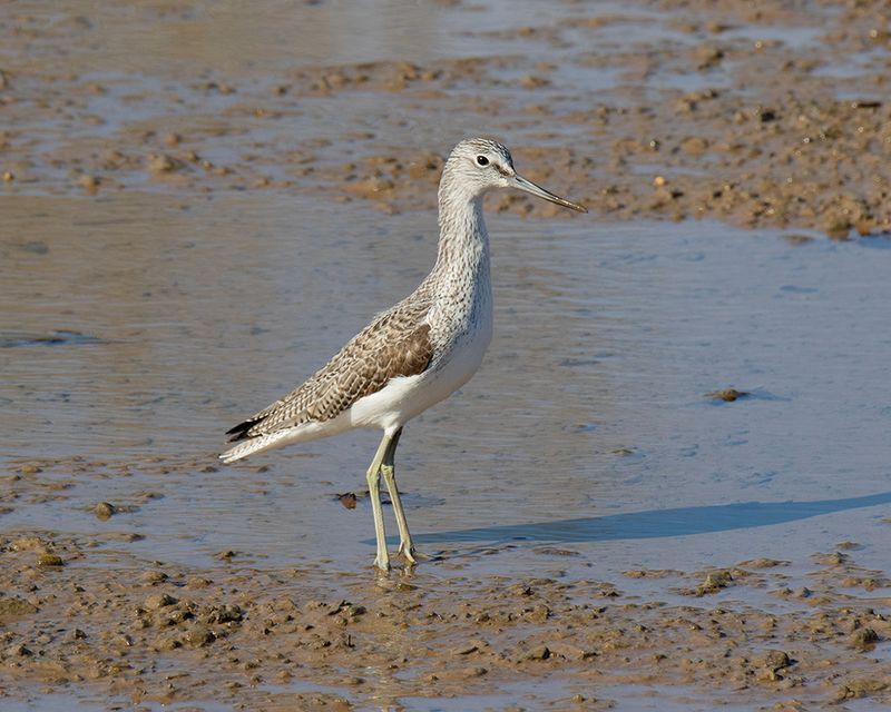 Greenshank stretching neck 03-03-25.jpg