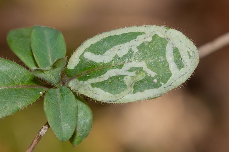 Chromatomyia aprilina on Honeysuckle 02-03-25.jpg