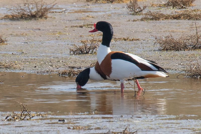 Shelduck 03-03-25.jpg