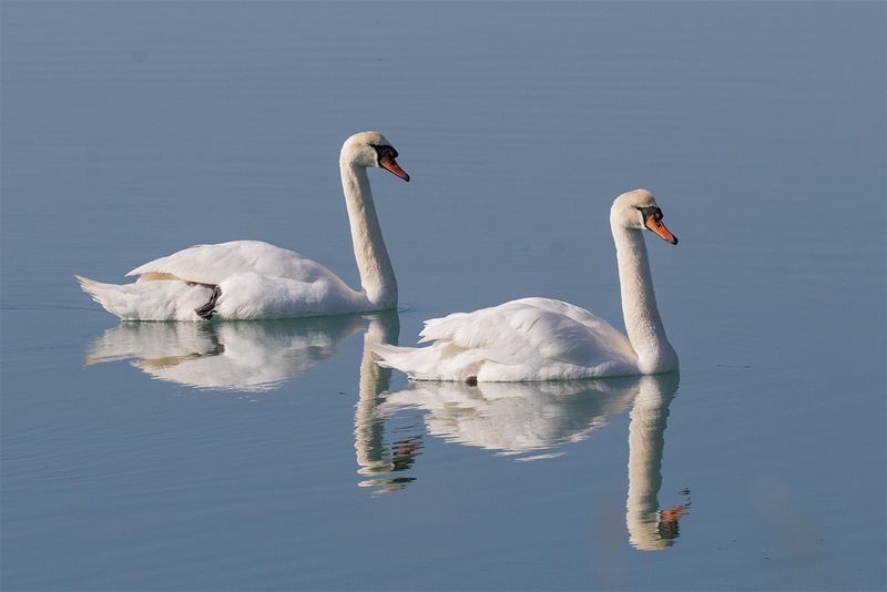 Swans 04-03-25.jpg