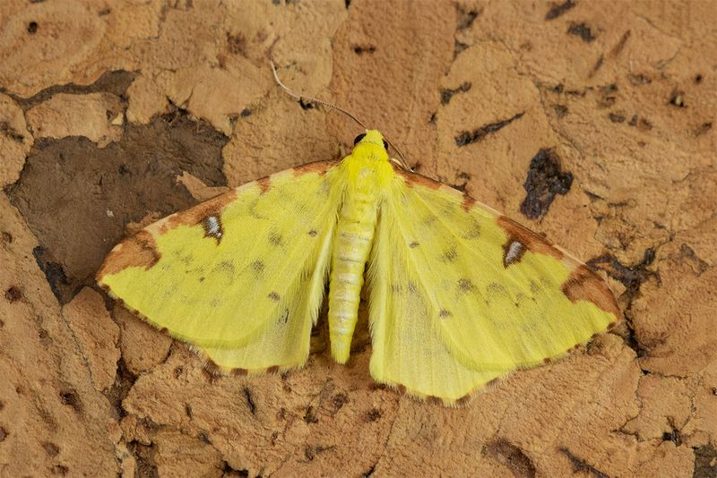 Brimstone Moth - Opisthograptis luteolata 10-03-25.jpg
