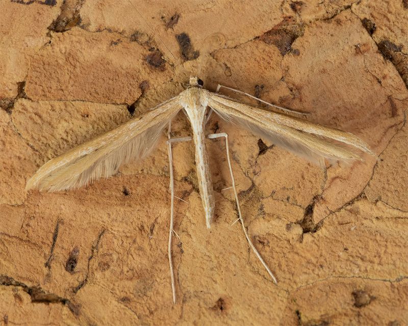 Common Plume Moth- Emmelina monodactyla 10-03-25.jpg