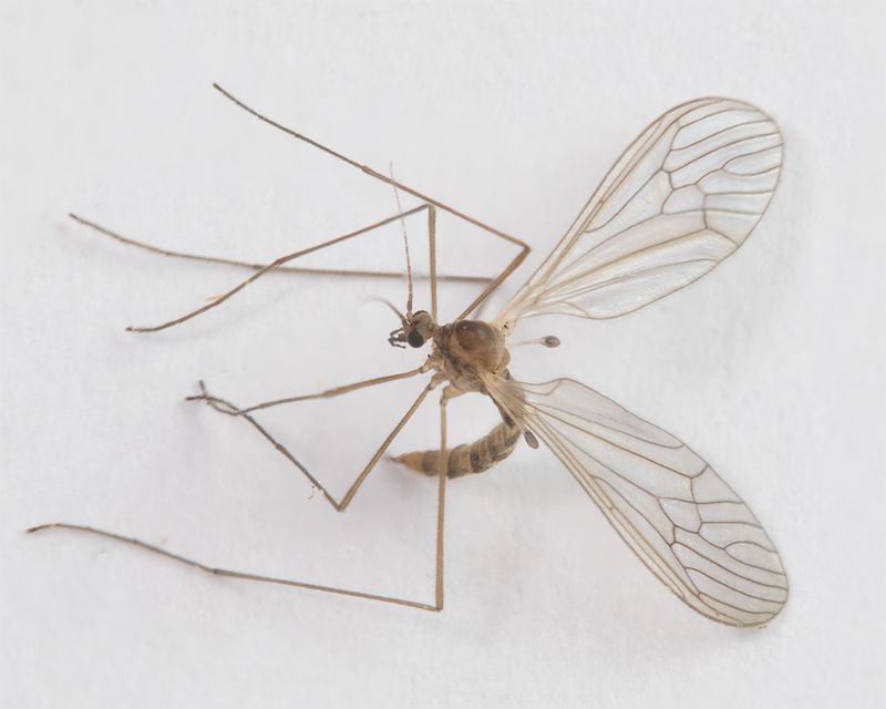 Winter Gnat - Trichocera annulata 10-03-25.jpg