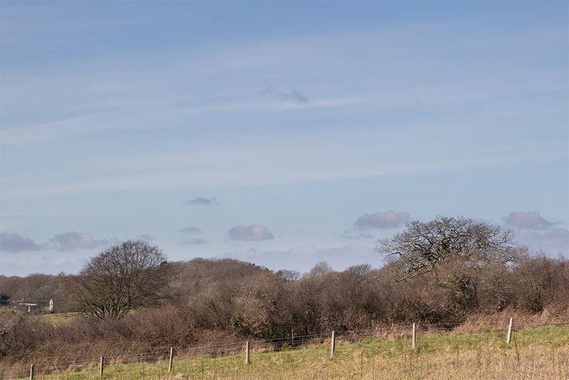 Andrews Wood 23-03-25.jpg