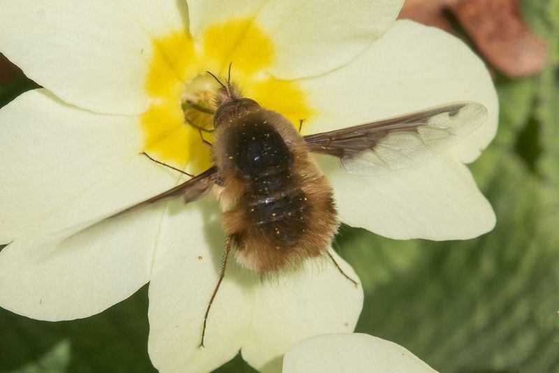 Dark-edged Bee Fly - Bombylius major 23-03-25.jpg