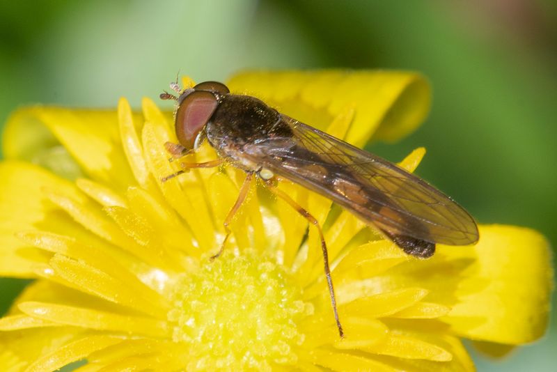 Melanostoma scalare m 23-03-25 #2.jpg