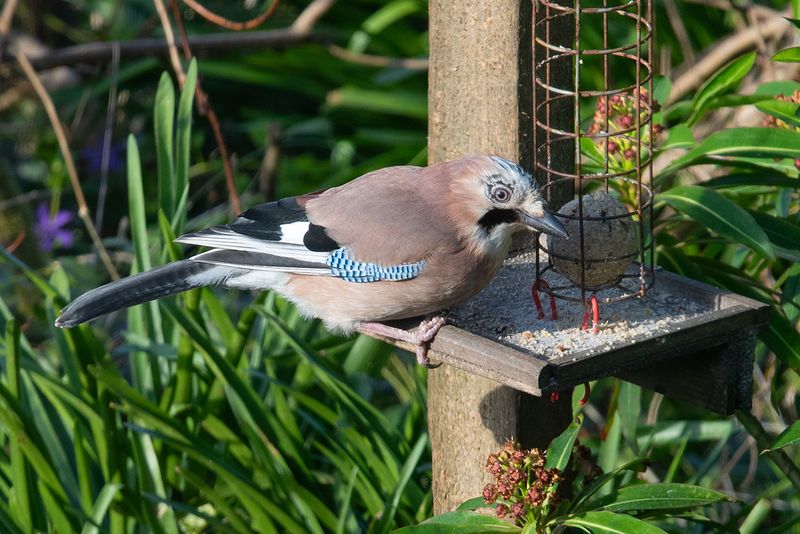 Week 13 - Jay in my garden.jpg