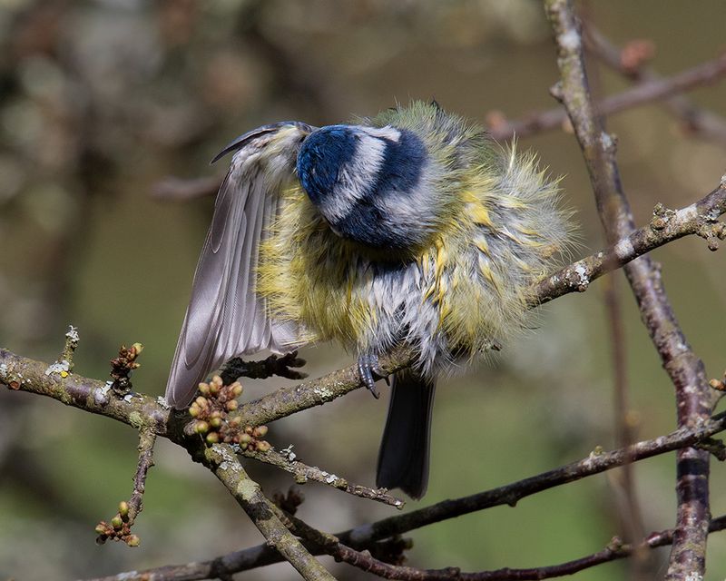 Week 14 - Blue Tit wing maintenance.jpg