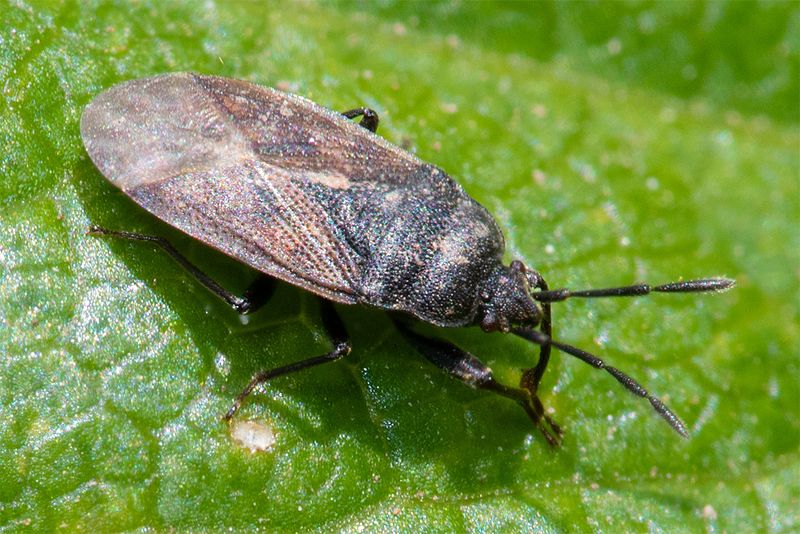 Drymus sylvaticus 26-03-25 top.jpg