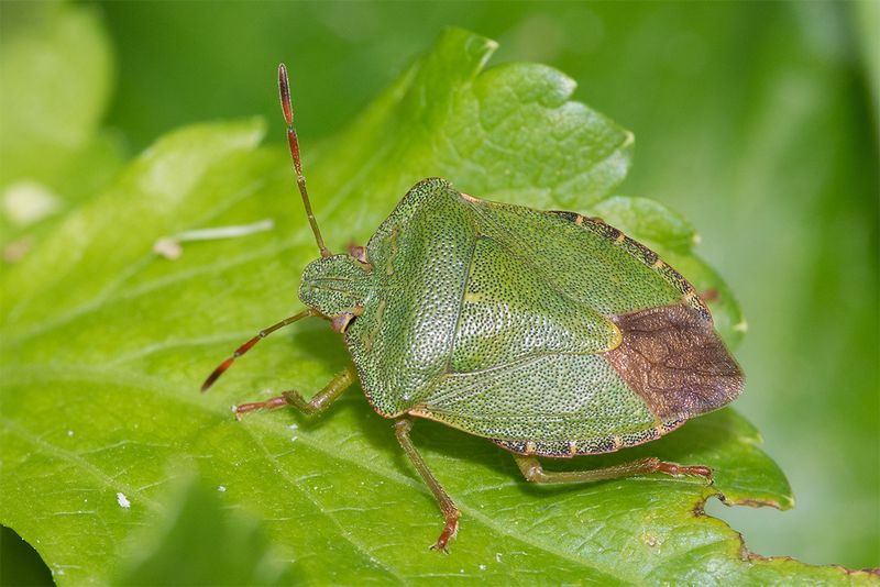 Green Shieldbug - Palomena prasina 26-03-25.jpg
