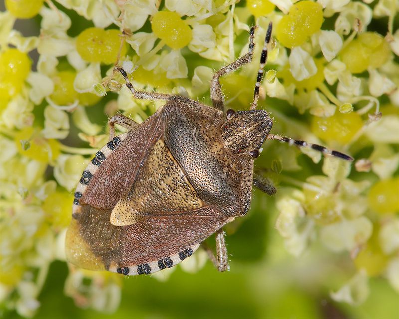 Hairy Shieldbug - Dolycoris baccarum 26-03-25.jpg