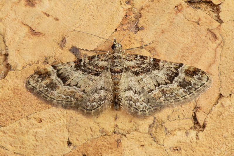 Double-striped Pug - Gymnoscelis rufifasciata 26-03-25.jpg
