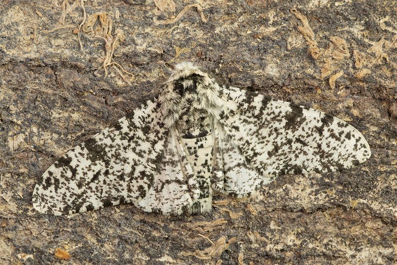 Peppered Moth - Biston betularia 26-03-25.jpg
