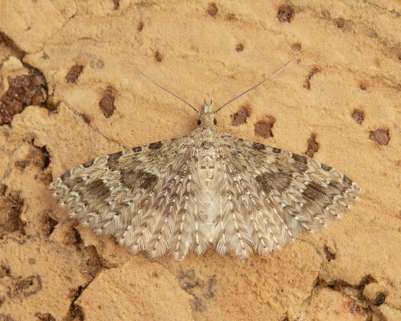 Twenty-plume Moth - Alucita hexadactyla 26-03-25.jpg