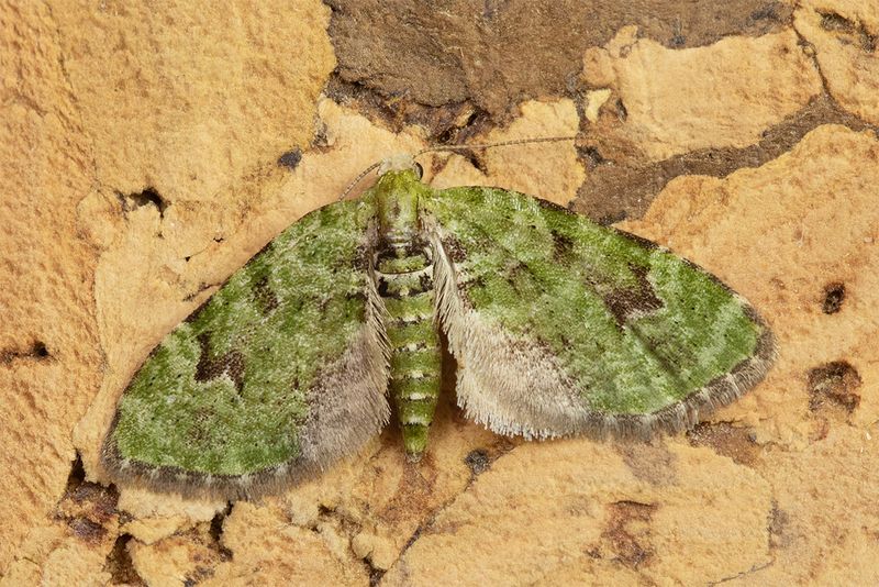 V-pug - Chloroclystis v-ata 26-03-25.jpg