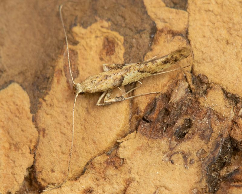 Caloptilia sp micro moth 26-03-25.jpg