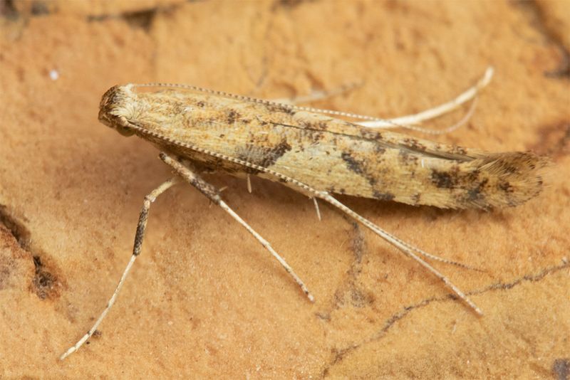 Caloptilia sp micro moth 26-03-25 side.jpg