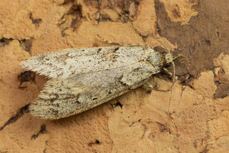 Diurnea fagella moth 26-03-25.jpg