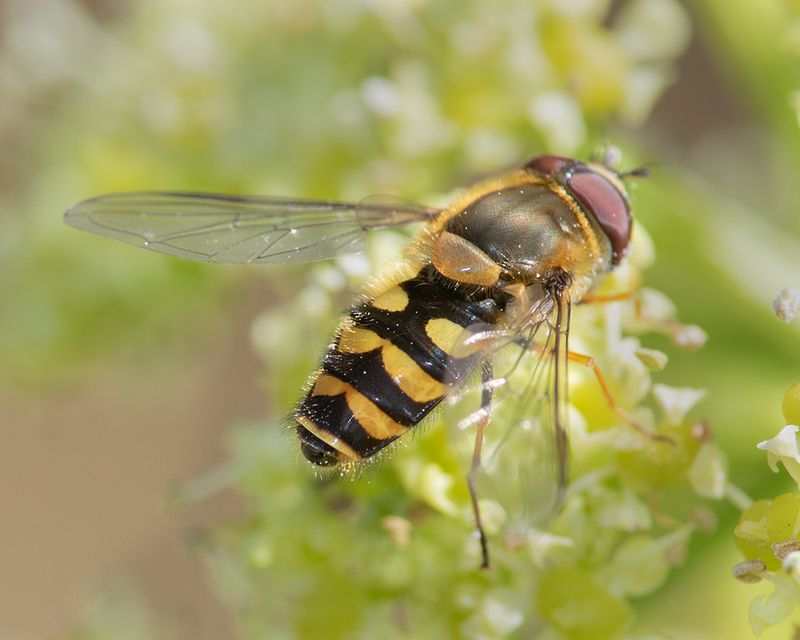 Syrphus ribesii f 26-03-25.jpg
