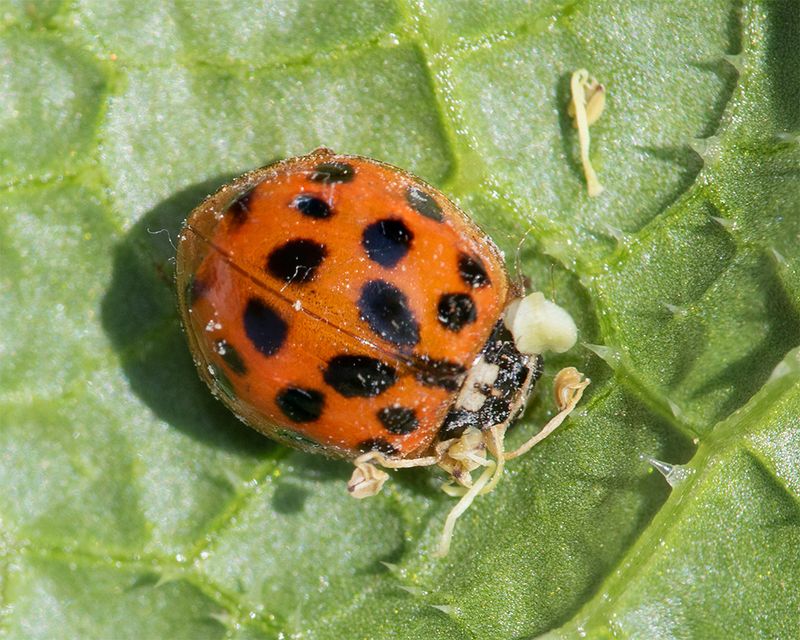 Harlequin Ladybird - Harmonia axyridis 26-03-25.jpg