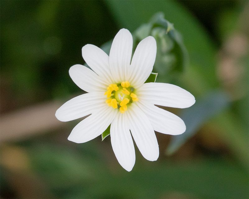 Greater Stitchwort - Stellaria holostea 26-03-25.jpg
