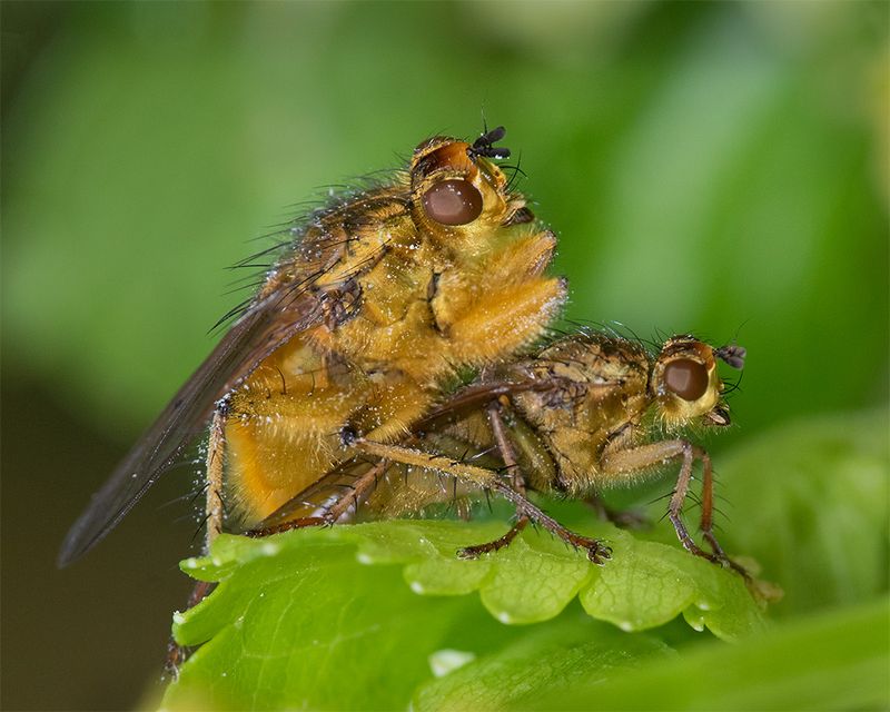 Yellow Dung Flies - Scathophaga stercoraria 26-03-25.jpg