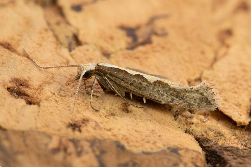 Diamond-back Moth - Plutella xylostella 06-04-25.jpg