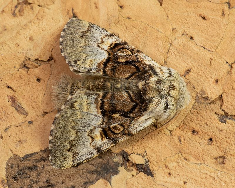 Nut-tree Tussock - Colocasia coryli 06-04-25.jpg