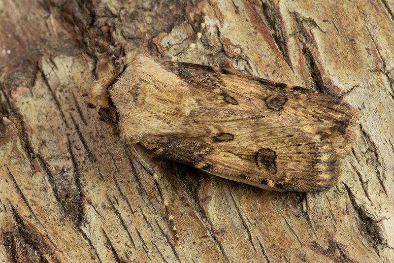 Shuttle-shaped Dart - Agrotis puta 06-04-25.jpg