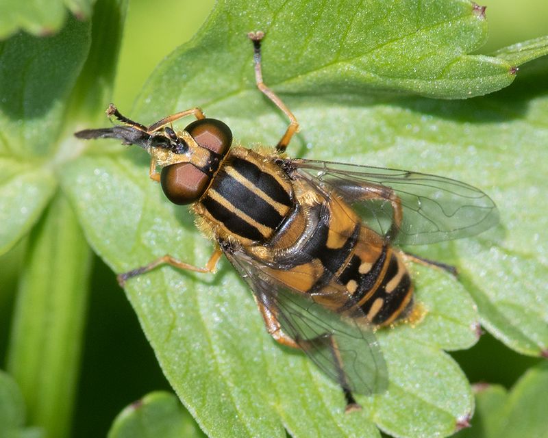 Helophilus pendulus m 08-04-25.jpg