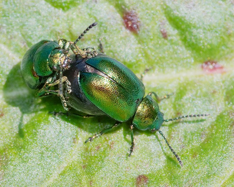 Green Dock Beetle - Gastrophysa viridula 08-04-25.jpg