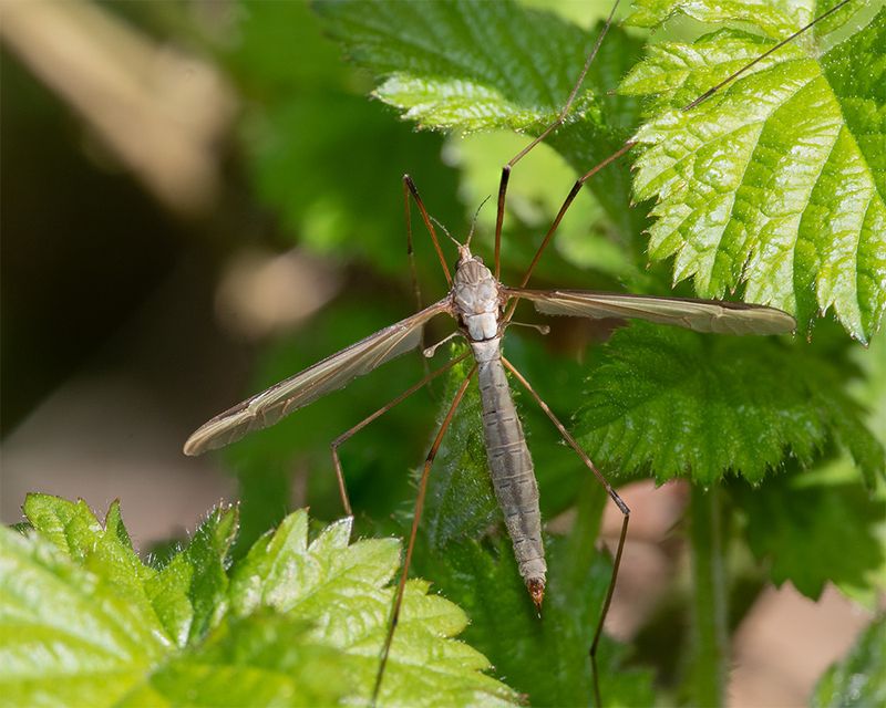 Cranefly - Marsh White-stripe - Tipula oleracea f 09-04-25.jpg