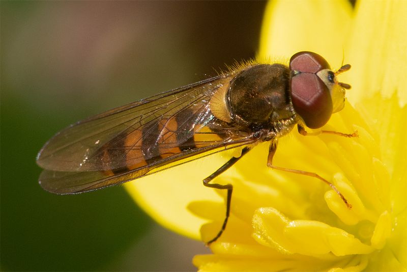 Meliscaeva cinctella m 09-04-25.jpg