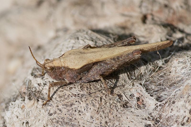 Slender Ground-hopper - Tetrix subulata 09-04-25.jpg