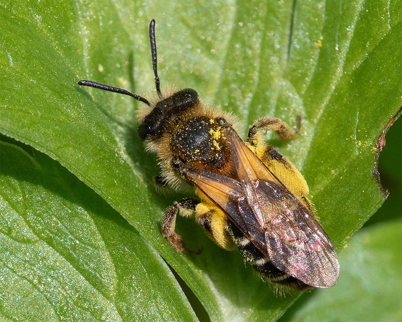 Yellow-legged Mining Bee - Andrena flavipes f 08-04-25.jpg