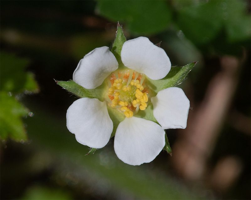Barren Strawberry - Fragaria sterilis 09-04-25.jpg