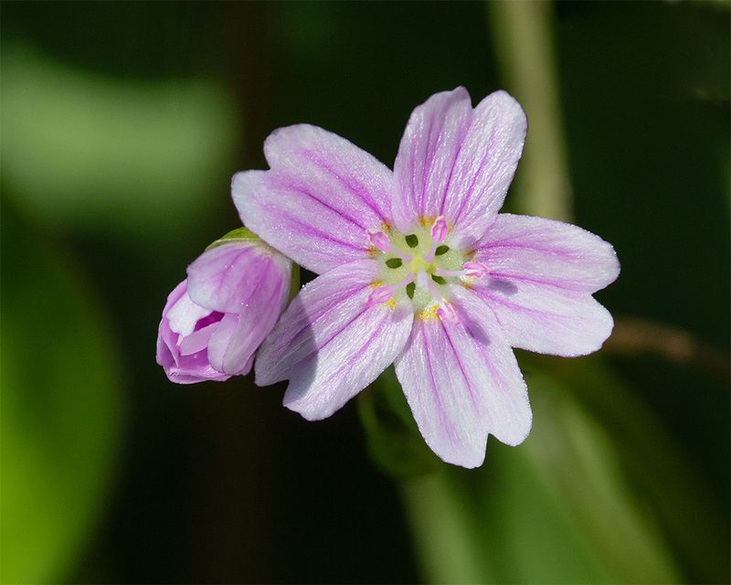 Pink Purslane - Claytonia sibirica 09-04-25.jpg