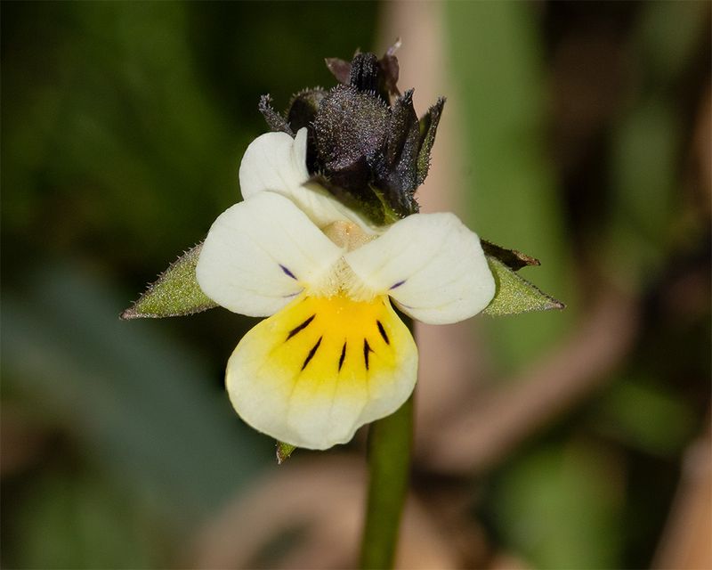 Field Pansy - Viola arvensis - Bolberry 11-04-25.jpg