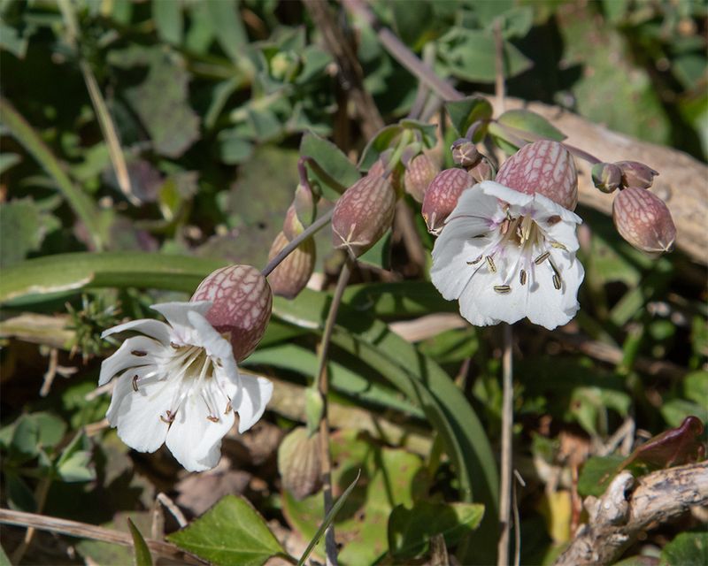 Sea Campion - Silene uniflora - Bolberry 11-04-25.jpg