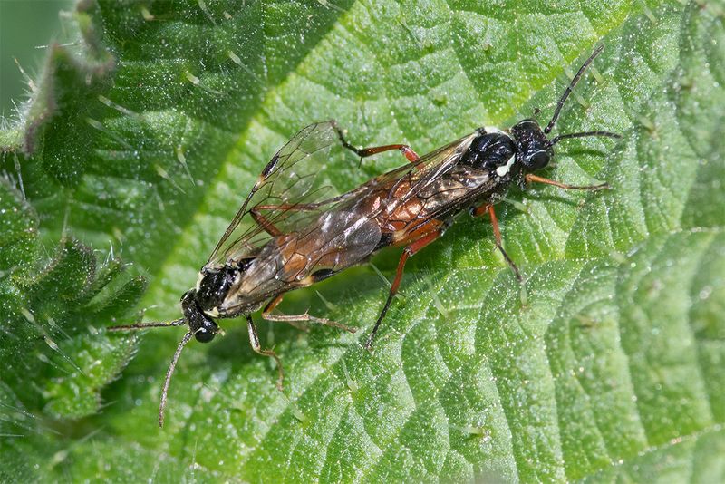 Week 17 - Sawfly - Aglaostigma aucupariae pair.jpg