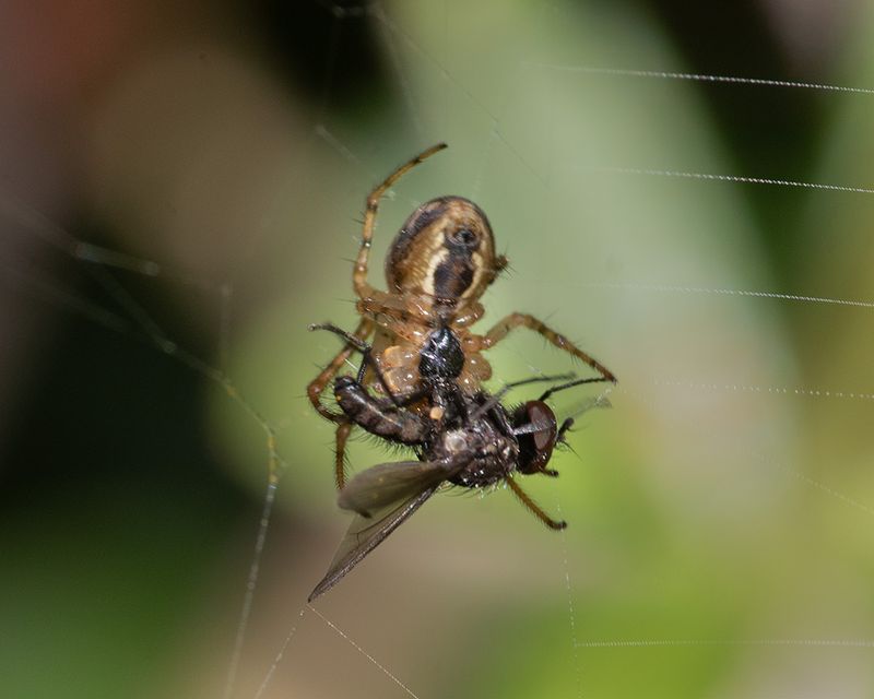Metellina spider eating Platycheirus albimanus 11-04-25.jpg
