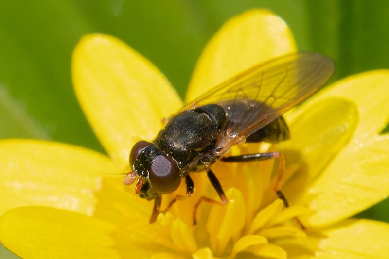 Cheilosia pagana f 11-04-25.jpg