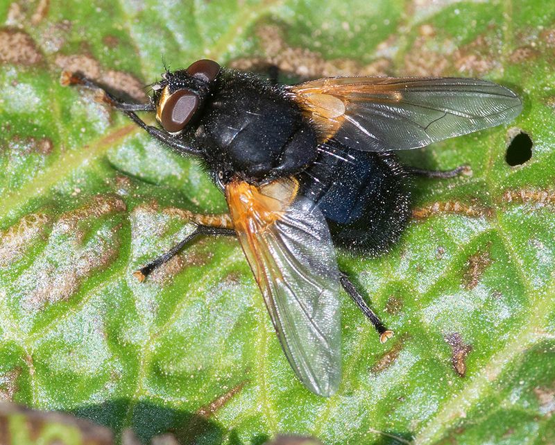 Noon Day Fly - Mesembrina meridiana 11-04-25.jpg