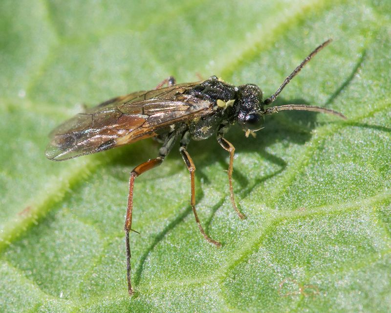 Sawfly - Aglaostigma aucupariae 11-04-25 side.jpg