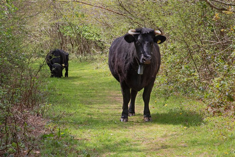 Cattle in Woodleigh Wood 13-04-25.jpg