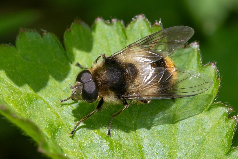 Cheilosia illustrata m 13-04-25.jpg