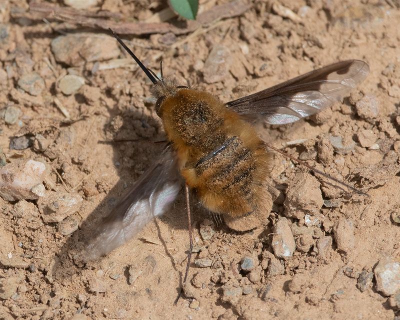 Dark-edged Bee Fly - Bombylius major 13-04-25 #2.jpg