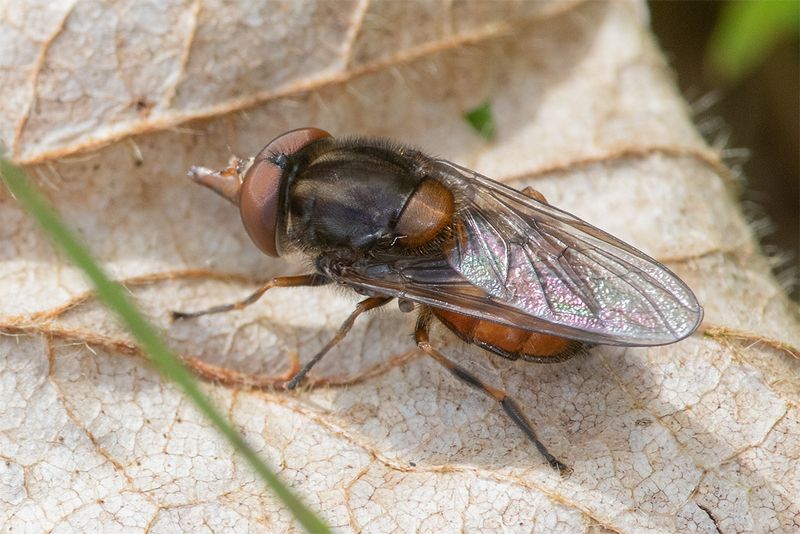 Rhingia campestris m 13-04-25.jpg