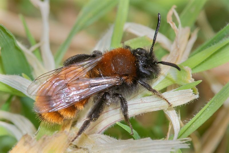 Tawny Mining Bee - Andrena fulva f 13-04-25.jpg