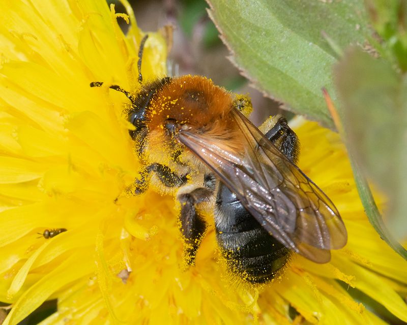 Andrena nitida - Grey-patched Mining Bee 13-04-25.jpg